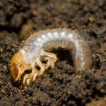 Lancashire Lawncare Chafer Grub